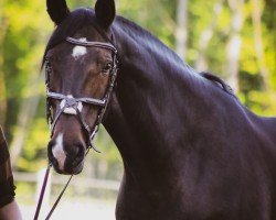 dressage horse Habari Gani (Hanoverian, 2010, from Hampton)