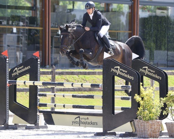 jumper Die Kleine Donna Z (Zangersheide riding horse, 2020, from Dominator 2000 Z)