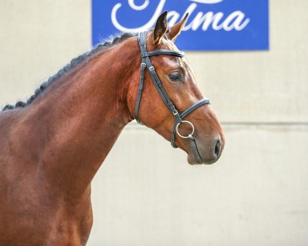 stallion I Am The Talma (Selle Français, 2018, from Lifestyle)