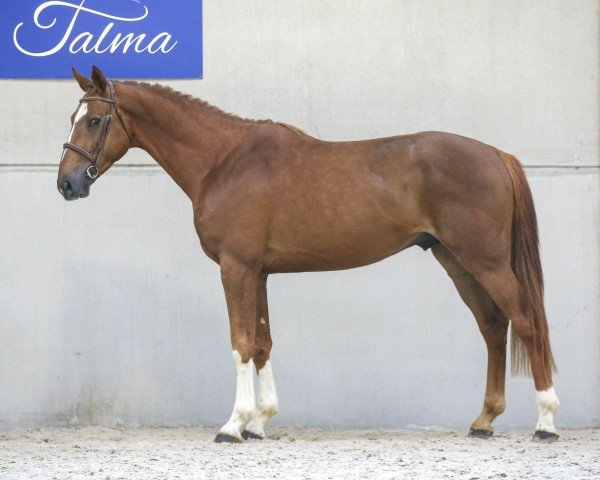 stallion ICARE DE TALMA (Selle Français, 2018, from Iolisco de Quinhon)