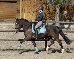 horse Kantje's Moy (anglo european sporthorse, 2017, from Lomansheide Brent)