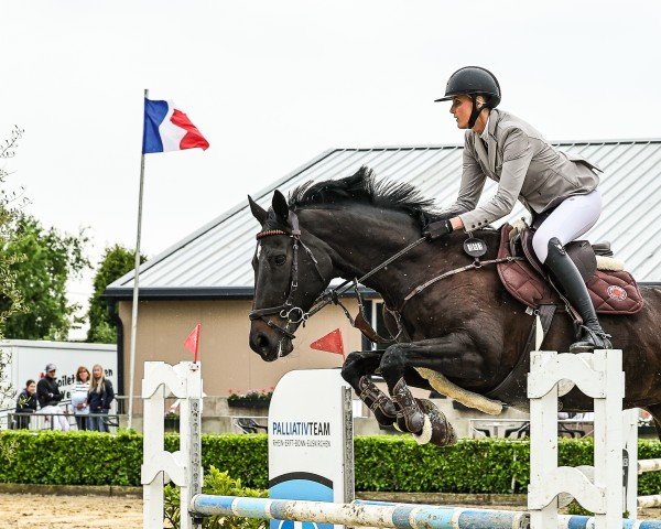 jumper Double Trouble 19 (Oldenburg, 2013, from Totilas)