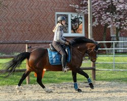 broodmare Melli's Jakira (German Riding Pony, 2002, from Folklore)