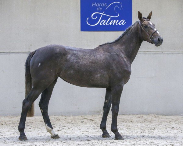 jumper IMAGE DE TALMA (Selle Français, 2018, from Mylord Carthago)