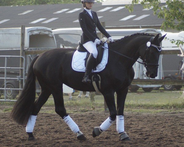 dressage horse De Niro's Ella (Oldenburg, 2017, from De Niro Gold 3)