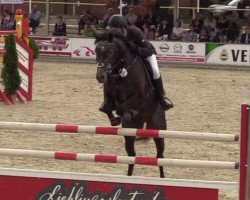 jumper Carlo 454 (Oldenburg show jumper, 2011, from Conthargos)