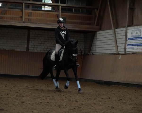 horse Asti 95 (Little German Riding Horse, 2008, from Asat)