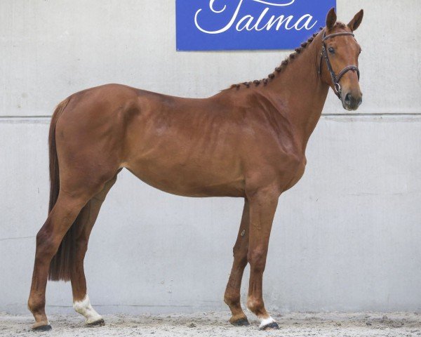 Pferd Indy de Talma (Selle Français, 2018, von Vigo Cécé)