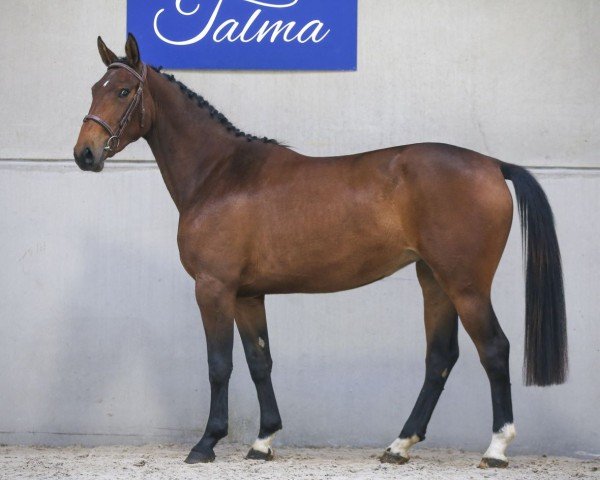 jumper INFINITY DE TALMA (Selle Français, 2018, from Ogrion des Champs)