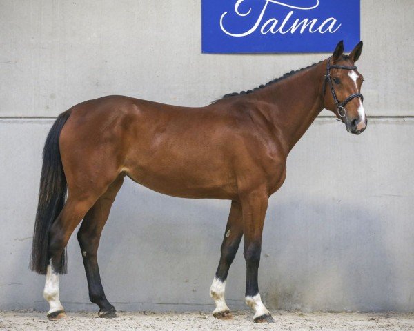 Springpferd Initially de Talma (Selle Français, 2018, von Clarimo Ask)