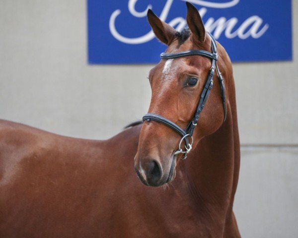jumper Insolent de Talma (Selle Français, 2018, from Thunder van de Zuuthoeve)
