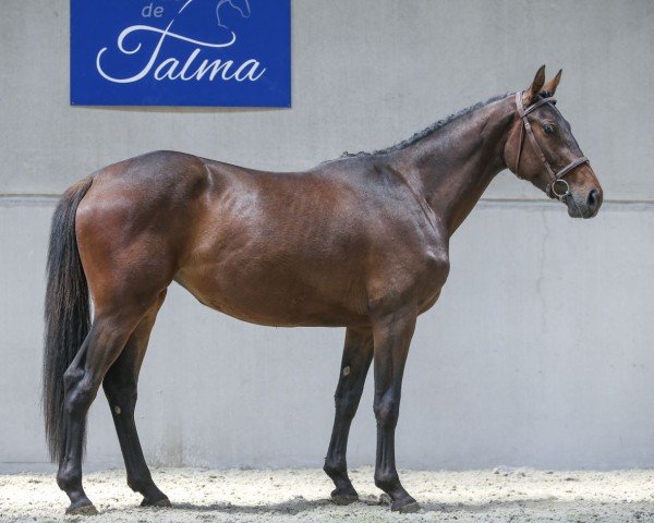 jumper Irreelle de Talma (Selle Français, 2018, from By Cera d'Ick)