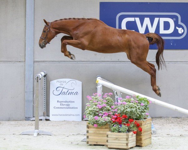 Springpferd Irving de Talma (Selle Français, 2018, von Vigo Cécé)