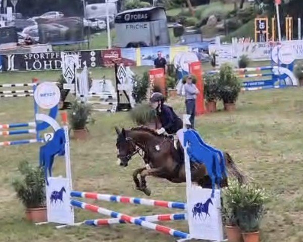 jumper Mighty Mouse 12 (German Riding Pony, 2020)