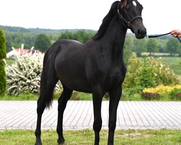 jumper Bihohen (Hanoverian, 2024, from Pr.H. Bingo Boy)