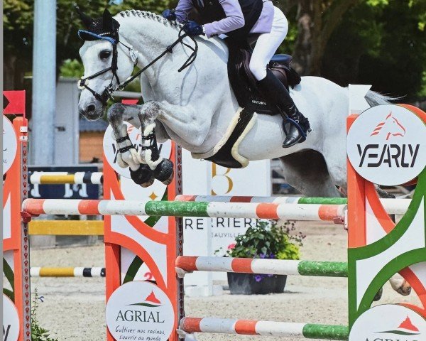 Springpferd Valliant Fh (Schwedisches Warmblut, 2016, von Vigo d'Arsouilles)