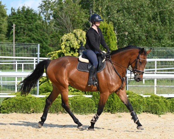 jumper Nixoderia EM (Westphalian, 2021, from Nixon van 't Meulenhof)
