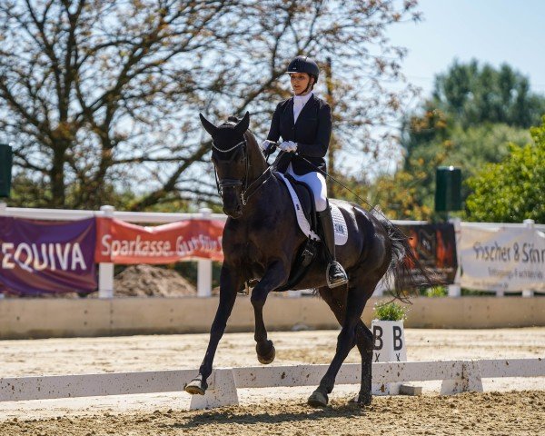 dressage horse Filomena 30 (Westphalian, 2017, from Fürst Wilhelm)