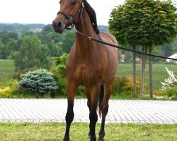 horse Bicosida (Oldenburg, 2023, from Pr.H. Bingo Boy)