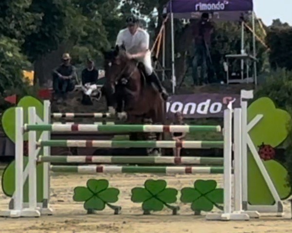 Springpferd Cezil (Deutsches Sportpferd, 2017, von Cormitender)