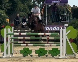 Springpferd Cezil (Deutsches Sportpferd, 2017, von Cormitender)