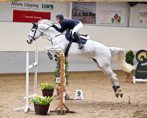 Zuchtstute Chiquita 69 (Westfale, 2008, von Captain Fire)