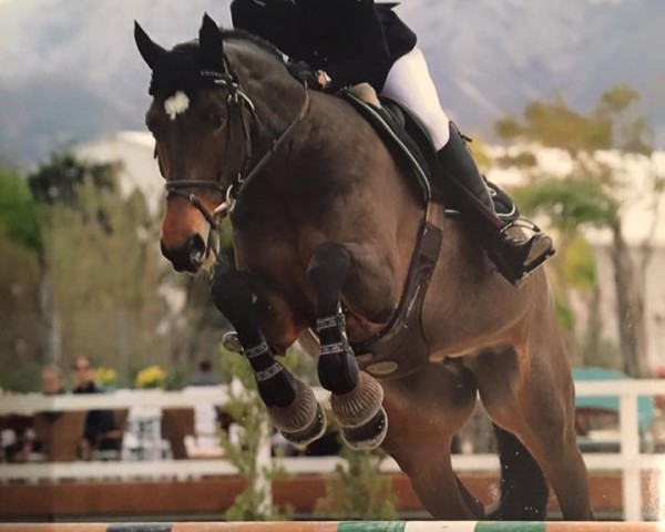 broodmare Tionne des Fontaines (Selle Français, 2007, from Jumpy des Fontaines)