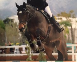 broodmare Tionne des Fontaines (Selle Français, 2007, from Jumpy des Fontaines)