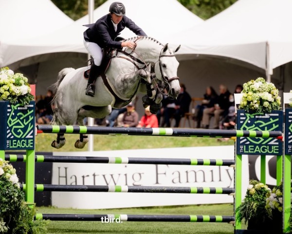Springpferd Ariso (Schwedisches Warmblut, 2011, von Casall Ask)