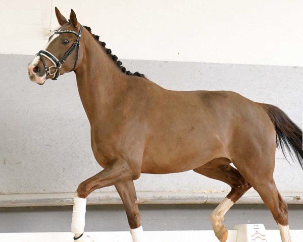 dressage horse Esta (Westphalian, 2018, from Estobar NRW)