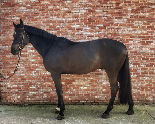 Springpferd Quarido van den Aard (Belgisches Warmblut, 2016, von Le Blue Diamond v't Ruytershof)