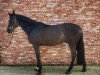 Springpferd Quarido van den Aard (Belgisches Warmblut, 2016, von Le Blue Diamond v't Ruytershof)