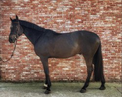 jumper Quarido van den Aard (Belgian Warmblood, 2016, from Le Blue Diamond v't Ruytershof)