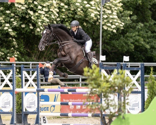 Springpferd Landor JN (Holsteiner, 2019, von Livello)
