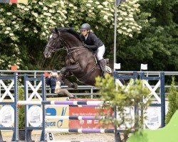 jumper Landor JN (Holsteiner, 2019, from Livello)