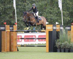 jumper Olympke van 't Merelsnest (anglo european sporthorse, 2014, from Vigo d'Arsouilles)