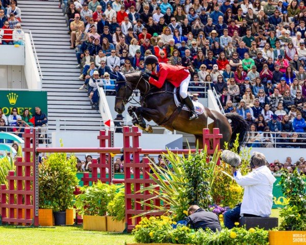 jumper Imperial Hbf (KWPN (Royal Dutch Sporthorse), 2013, from Glasgow van het Merelsnest)