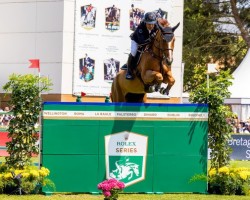 broodmare Londina (Oldenburg show jumper, 2014, from London)