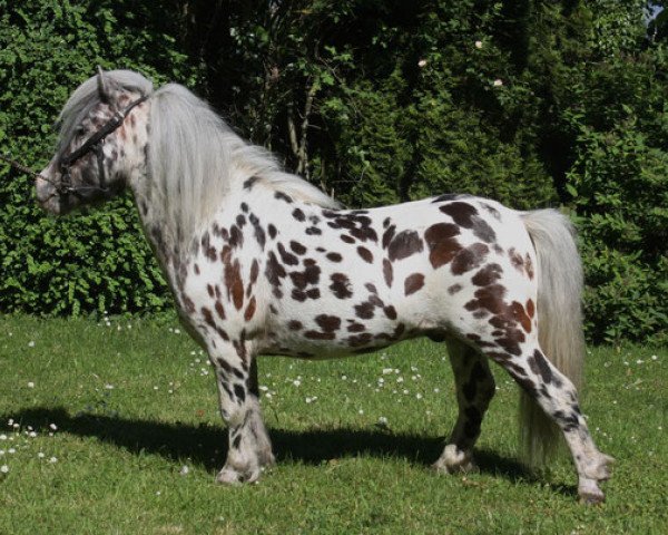 Deckhengst Foldhouse Domineo (British Spotted Pony, 2010, von Hermits Supreme)