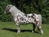 stallion Foldhouse Domineo (British Spotted Pony, 2010, from Hermits Supreme)