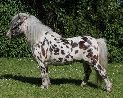 stallion Foldhouse Domineo (British Spotted Pony, 2010, from Hermits Supreme)