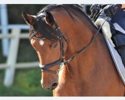 dressage horse Isa Bella 4 (Holsteiner, 2016, from Belissimo NRW)