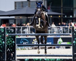 jumper Domperignon Pommex Z (Zangersheide riding horse, 2018, from Dominator 2000 Z)