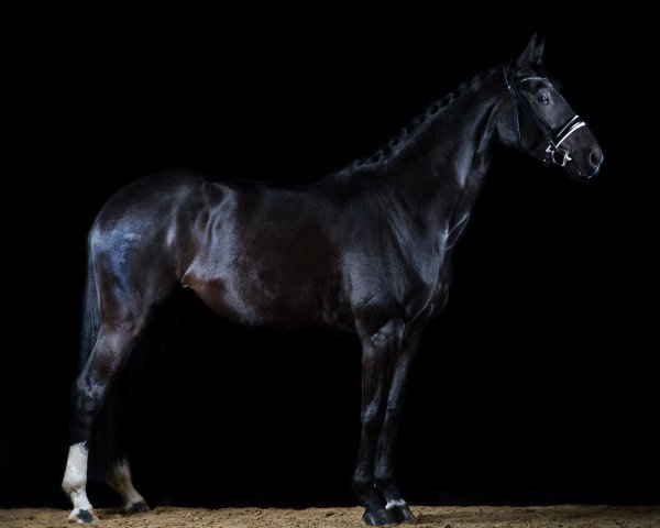 dressage horse Don‘s Calina (Oldenburg, 2016, from Don Index)