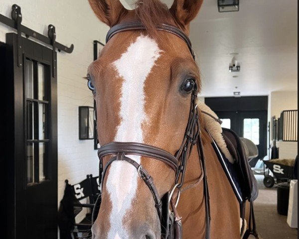 Zuchtstute Sibella STS (Belgisches Warmblut, 2018, von Diamant de Semilly)