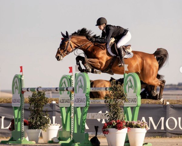 jumper Remember Me van de Kruishoeve (Belgian Warmblood, 2017, from Bamako de Muze)