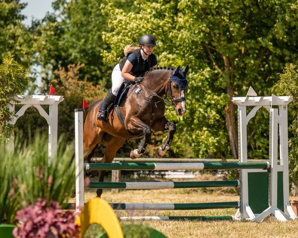 jumper Sinetti S (German Sport Horse, 2011, from Simonetti)