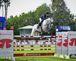 jumper Ocean Quality (Belgian Warmblood, 2014, from Baltic VDL)