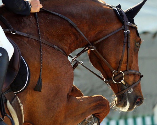 jumper Charlotte MT (Zangersheide riding horse, 2017, from Corico Z)