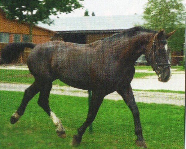 horse Enrico (Heavy Warmblood, 2007, from Eichbaum)
